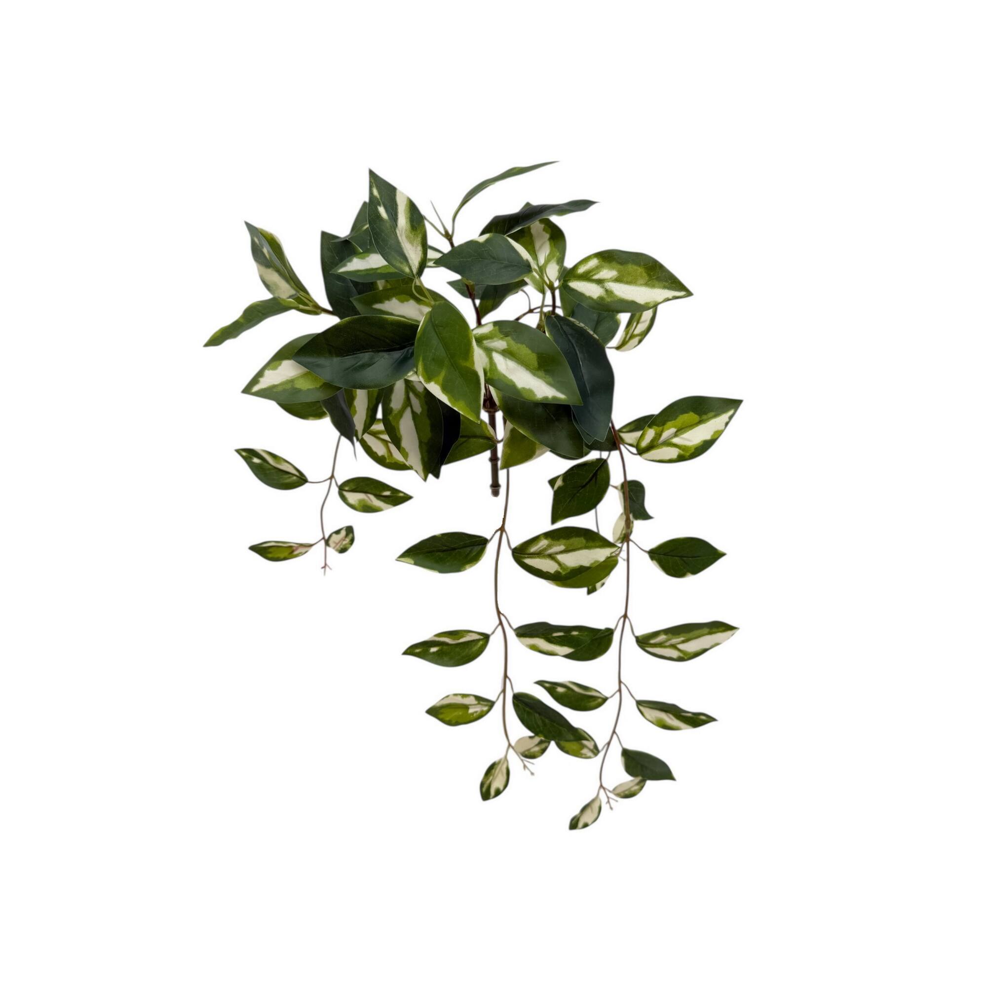 23.5" Hanging Hoya Bush by Ashland®